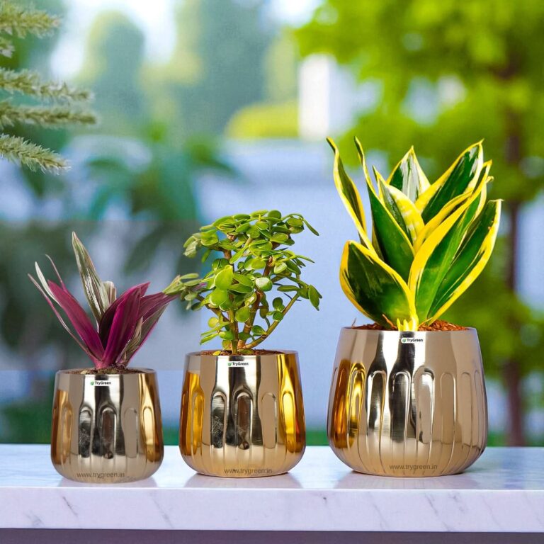Planters